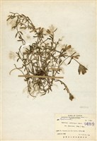 藏品(臺灣龍膽)的圖片